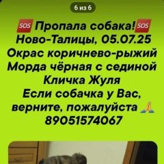 Фото: пропала собака Пти-брабансон «Пропала собака кобель Иваново» в г. Иваново